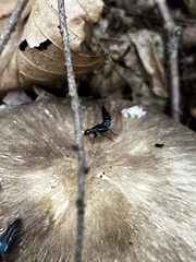 Philonthus caeruleipennis