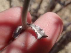 Eriogonum plumatella