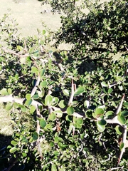 Condalia buxifolia