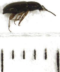 Haplanister crypticus