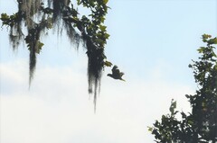 Amazona autumnalis