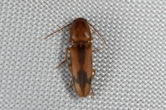 Conoderus vespertinus