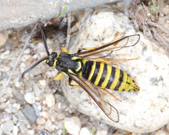 Paranthrene pellucida