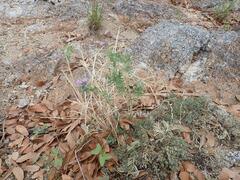 Glandularia latilobata