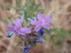 Glandularia latilobata