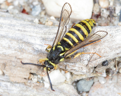 Paranthrene pellucida