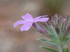 Glandularia latilobata