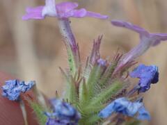 Glandularia latilobata