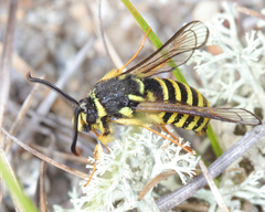 Paranthrene pellucida