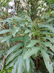 Matayba elaeagnoides