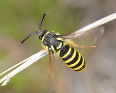 Paranthrene pellucida