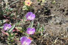 Clarkia davyi