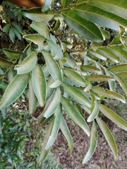 Matayba elaeagnoides