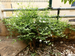 Jasminum polyanthum