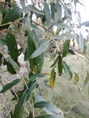 Moquiniastrum polymorphum