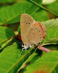 Satyrium titus