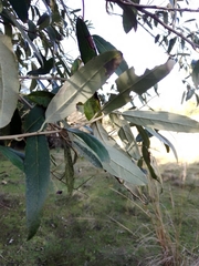 Moquiniastrum polymorphum