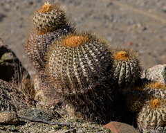 Copiapoa gigantea