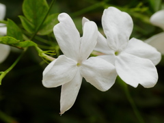 Jasminum polyanthum