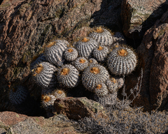 Copiapoa gigantea