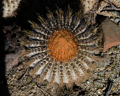 Copiapoa gigantea