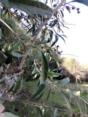 Moquiniastrum polymorphum