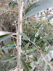 Moquiniastrum polymorphum