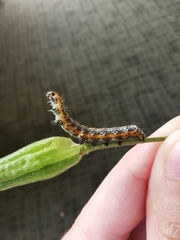 Pyrrhia exprimens