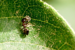 Crematogaster