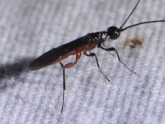 Doryctinae