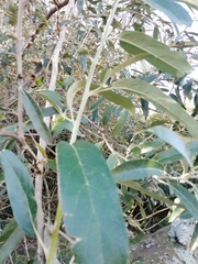 Moquiniastrum polymorphum