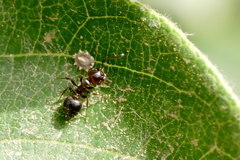 Crematogaster