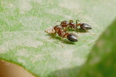 Crematogaster