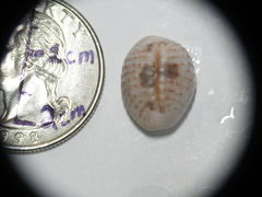 Pusula