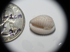 Pusula