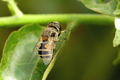 Eristalis arbustorum