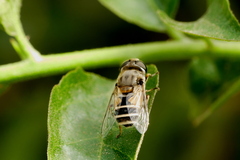 Eristalis arbustorum