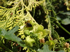 Andrena bicolor