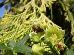 Andrena bicolor