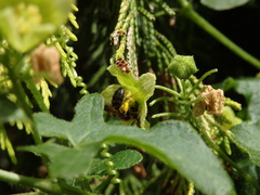 Andrena bicolor