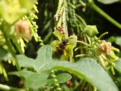 Andrena bicolor