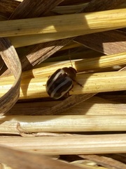 Zygogramma suturalis