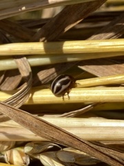 Zygogramma suturalis