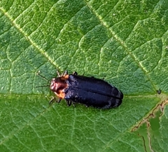 Eupristocerus cogitans