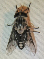 Tabanus trimaculatus