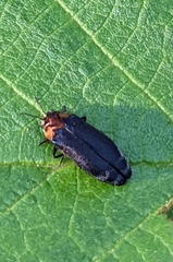 Eupristocerus cogitans