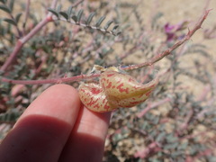 Astragalus lentiginosus variabilis
