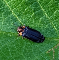 Eupristocerus cogitans