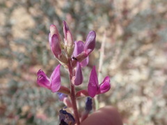 Astragalus lentiginosus variabilis