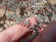 Astragalus lentiginosus variabilis